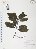 中文名:紅葉樹(S006246)學名:Helicia cochinchinensis Lour.(S006246)英文名:Red-leaved Helicia