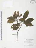 中文名:紅葉樹(S006247)學名:Helicia cochinchinensis Lour.(S006247)英文名:Red-leaved Helicia