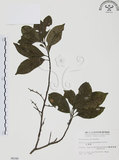 中文名:紅葉樹(S006248)學名:Helicia cochinchinensis Lour.(S006248)英文名:Red-leaved Helicia
