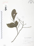 中文名:紅葉樹(S006249)學名:Helicia cochinchinensis Lour.(S006249)英文名:Red-leaved Helicia