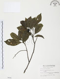 中文名:紅葉樹(S006250)學名:Helicia cochinchinensis Lour.(S006250)英文名:Red-leaved Helicia