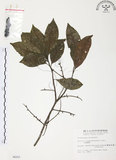 中文名:紅葉樹(S006251)學名:Helicia cochinchinensis Lour.(S006251)英文名:Red-leaved Helicia