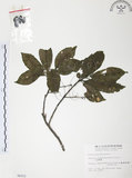中文名:紅葉樹(S006252)學名:Helicia cochinchinensis Lour.(S006252)英文名:Red-leaved Helicia