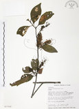 中文名:紅葉樹(S017502)學名:Helicia cochinchinensis Lour.(S017502)英文名:Red-leaved Helicia
