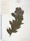 中文名:紅葉樹(S032876)學名:Helicia cochinchinensis Lour.(S032876)英文名:Red-leaved Helicia
