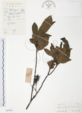 中文名:紅葉樹(S032942)學名:Helicia cochinchinensis Lour.(S032942)英文名:Red-leaved Helicia