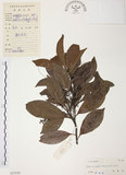中文名:紅葉樹(S033539)學名:Helicia cochinchinensis Lour.(S033539)英文名:Red-leaved Helicia