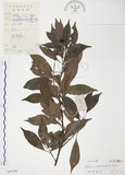 中文名:紅葉樹(S037398)學名:Helicia cochinchinensis Lour.(S037398)英文名:Red-leaved Helicia
