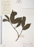 中文名:紅葉樹(S041108)學名:Helicia cochinchinensis Lour.(S041108)英文名:Red-leaved Helicia