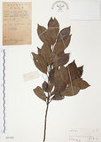 中文名:紅葉樹(S041468)學名:Helicia cochinchinensis Lour.(S041468)英文名:Red-leaved Helicia