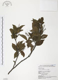 中文名:紅葉樹(S043098)學名:Helicia cochinchinensis Lour.(S043098)英文名:Red-leaved Helicia