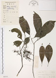 中文名:紅葉樹(S045733)學名:Helicia cochinchinensis Lour.(S045733)英文名:Red-leaved Helicia