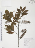 中文名:紅葉樹(S062525)學名:Helicia cochinchinensis Lour.(S062525)英文名:Red-leaved Helicia