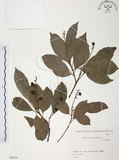 中文名:紅葉樹(S082024)學名:Helicia cochinchinensis Lour.(S082024)英文名:Red-leaved Helicia