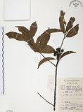 中文名:紅葉樹(S087044)學名:Helicia cochinchinensis Lour.(S087044)英文名:Red-leaved Helicia