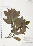 中文名:紅葉樹(S088123)學名:Helicia cochinchinensis Lour.(S088123)英文名:Red-leaved Helicia