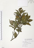 中文名:紅葉樹(S094401)學名:Helicia cochinchinensis Lour.(S094401)英文名:Red-leaved Helicia