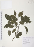 中文名:紅葉樹(S099118)學名:Helicia cochinchinensis Lour.(S099118)英文名:Red-leaved Helicia