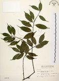 中文名:墨點櫻桃(S003279)學名:Prunus phaeosticta (Hance) Maxim.(S003279)中文別名:黑星櫻英文名:Dark-spotted Cherry