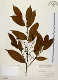 中文名:墨點櫻桃(S006415)學名:Prunus phaeosticta (Hance) Maxim.(S006415)中文別名:黑星櫻英文名:Dark-spotted Cherry