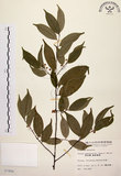 中文名:墨點櫻桃(S007884)學名:Prunus phaeosticta (Hance) Maxim.(S007884)中文別名:黑星櫻英文名:Dark-spotted Cherry