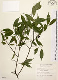 中文名:墨點櫻桃(S008810)學名:Prunus phaeosticta (Hance) Maxim.(S008810)中文別名:黑星櫻英文名:Dark-spotted Cherry