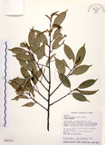 中文名:墨點櫻桃(S015737)學名:Prunus phaeosticta (Hance) Maxim.(S015737)中文別名:黑星櫻英文名:Dark-spotted Cherry