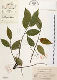 中文名:墨點櫻桃(S025591)學名:Prunus phaeosticta (Hance) Maxim.(S025591)中文別名:黑星櫻英文名:Dark-spotted Cherry