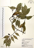 中文名:墨點櫻桃(S028612)學名:Prunus phaeosticta (Hance) Maxim.(S028612)中文別名:黑星櫻英文名:Dark-spotted Cherry