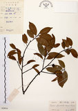 中文名:墨點櫻桃(S028934)學名:Prunus phaeosticta (Hance) Maxim.(S028934)中文別名:黑星櫻英文名:Dark-spotted Cherry