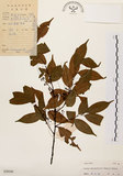 中文名:墨點櫻桃(S029209)學名:Prunus phaeosticta (Hance) Maxim.(S029209)中文別名:黑星櫻英文名:Dark-spotted Cherry