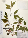 中文名:墨點櫻桃(S032432)學名:Prunus phaeosticta (Hance) Maxim.(S032432)中文別名:黑星櫻英文名:Dark-spotted Cherry