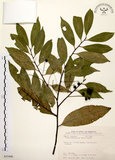 中文名:墨點櫻桃(S035490)學名:Prunus phaeosticta (Hance) Maxim.(S035490)中文別名:黑星櫻英文名:Dark-spotted Cherry
