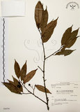 中文名:墨點櫻桃(S036701)學名:Prunus phaeosticta (Hance) Maxim.(S036701)中文別名:黑星櫻英文名:Dark-spotted Cherry