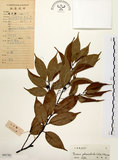 中文名:墨點櫻桃(S041781)學名:Prunus phaeosticta (Hance) Maxim.(S041781)中文別名:黑星櫻英文名:Dark-spotted Cherry