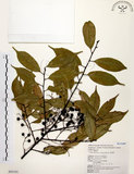 中文名:墨點櫻桃(S043191)學名:Prunus phaeosticta (Hance) Maxim.(S043191)中文別名:黑星櫻英文名:Dark-spotted Cherry