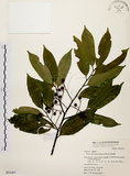 中文名:墨點櫻桃(S051405)學名:Prunus phaeosticta (Hance) Maxim.(S051405)中文別名:黑星櫻英文名:Dark-spotted Cherry