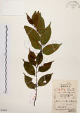 中文名:墨點櫻桃(S052823)學名:Prunus phaeosticta (Hance) Maxim.(S052823)中文別名:黑星櫻英文名:Dark-spotted Cherry