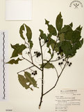 中文名:墨點櫻桃(S053609)學名:Prunus phaeosticta (Hance) Maxim.(S053609)中文別名:黑星櫻英文名:Dark-spotted Cherry