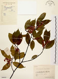 中文名:墨點櫻桃(S060939)學名:Prunus phaeosticta (Hance) Maxim.(S060939)中文別名:黑星櫻英文名:Dark-spotted Cherry