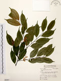 中文名:墨點櫻桃(S062887)學名:Prunus phaeosticta (Hance) Maxim.(S062887)中文別名:黑星櫻英文名:Dark-spotted Cherry
