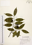 中文名:墨點櫻桃(S071825)學名:Prunus phaeosticta (Hance) Maxim.(S071825)中文別名:黑星櫻英文名:Dark-spotted Cherry