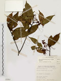 中文名:墨點櫻桃(S071913)學名:Prunus phaeosticta (Hance) Maxim.(S071913)中文別名:黑星櫻英文名:Dark-spotted Cherry