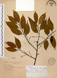 中文名:墨點櫻桃(S073255)學名:Prunus phaeosticta (Hance) Maxim.(S073255)中文別名:黑星櫻英文名:Dark-spotted Cherry
