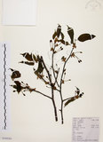 中文名:墨點櫻桃(S104264)學名:Prunus phaeosticta (Hance) Maxim.(S104264)中文別名:黑星櫻英文名:Dark-spotted Cherry