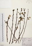 中文名:墨點櫻桃(S104333)學名:Prunus phaeosticta (Hance) Maxim.(S104333)中文別名:黑星櫻英文名:Dark-spotted Cherry