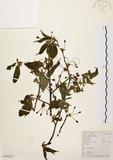 中文名:墨點櫻桃(S104347)學名:Prunus phaeosticta (Hance) Maxim.(S104347)中文別名:黑星櫻英文名:Dark-spotted Cherry