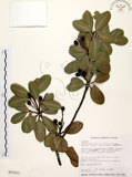 中文名:厚葉石斑木(S017613)學名:Rhaphiolepis indica (L.) Lindl. ex Ker var. umbellata (Thunb. ex Murray) Ohashi(S017613)英文名:Wholen-leaf Hawthorn