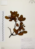 中文名:厚葉石斑木(S026031)學名:Rhaphiolepis indica (L.) Lindl. ex Ker var. umbellata (Thunb. ex Murray) Ohashi(S026031)英文名:Wholen-leaf Hawthorn