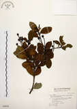 中文名:厚葉石斑木(S046830)學名:Rhaphiolepis indica (L.) Lindl. ex Ker var. umbellata (Thunb. ex Murray) Ohashi(S046830)英文名:Wholen-leaf Hawthorn